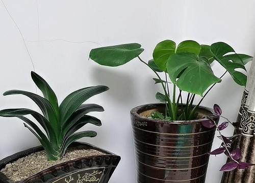 烂了的龟背竹怎样扦插的