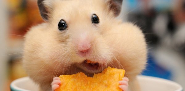 仓鼠知道我在养它吗