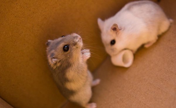 仓鼠知道我在养它吗