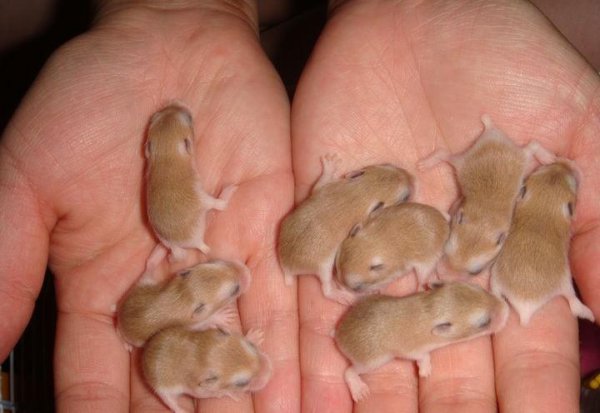 仓鼠知道我在养它吗