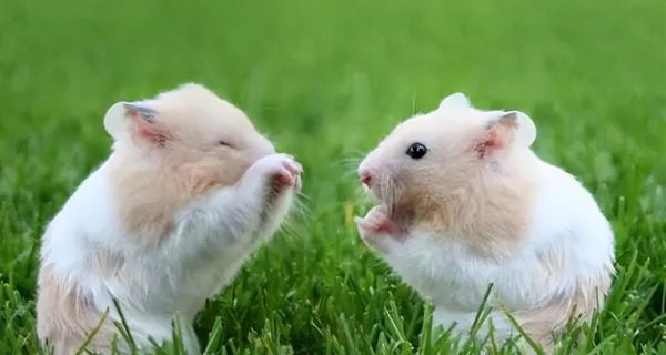 仓鼠知道我在养它吗