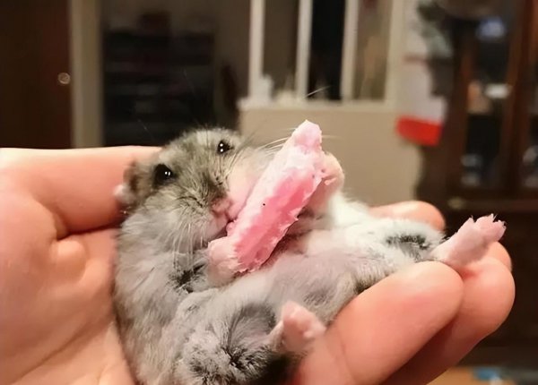 仓鼠知道我在养它吗