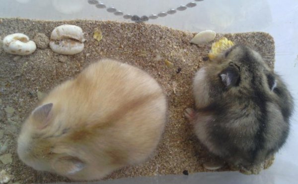 仓鼠知道我在养它吗