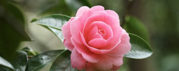 东北冬天室内养什么花好