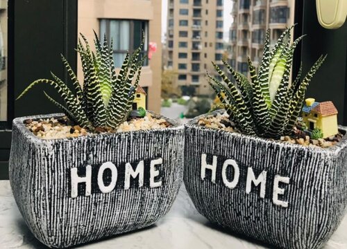 养芦荟用什么花盆最好