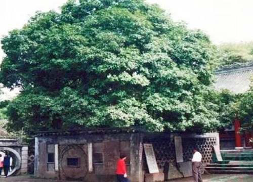 北方既耐寒又名贵树种图片