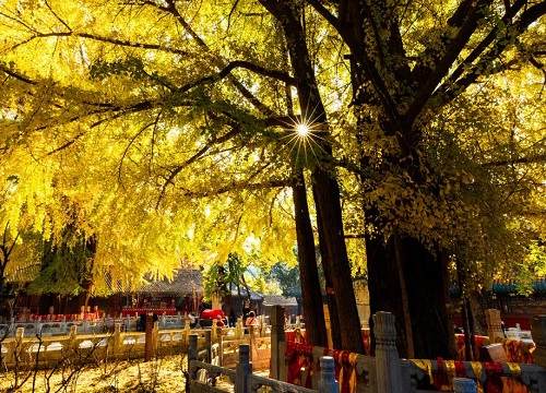 北方既耐寒又名贵树种图片