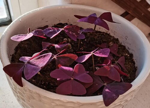 夏季醡浆草如何养殖长得茂盛