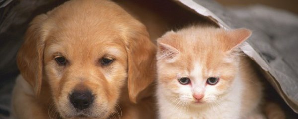 狗狗可以吃生白菜吗