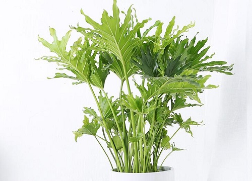 春羽花期是什么时候