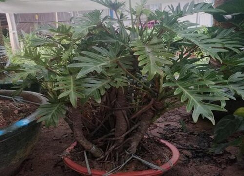 春羽花期是什么时候