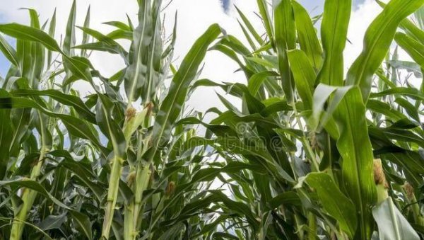 玉米追肥用什么肥料比较好