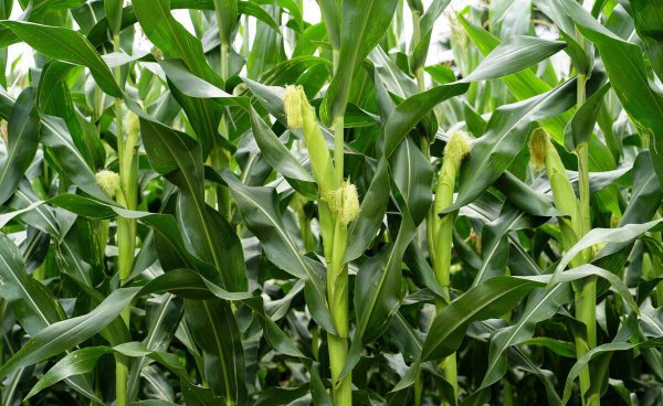 玉米追肥用什么肥料比较好