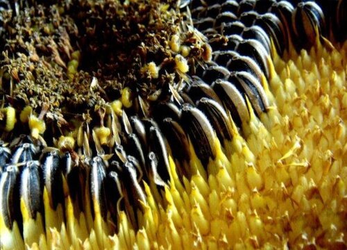 葵花籽什么时候成熟