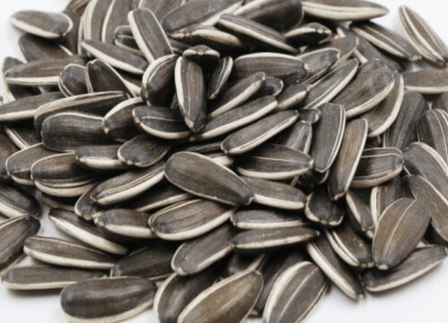 葵花籽什么时候成熟