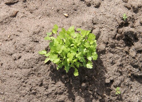 蔬菜需要每天浇水吗