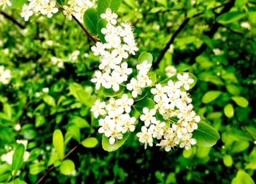 沙棘种子的培育方法