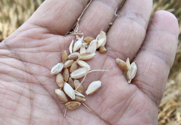 百农207小麦品种简介