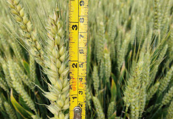 百农207小麦品种简介