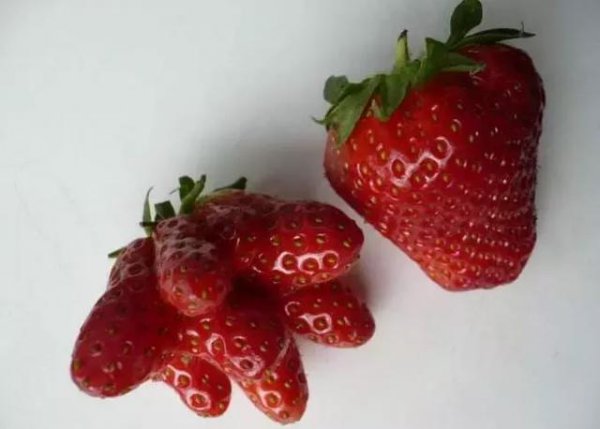 怎样预防草莓畸形果的发生