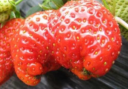 怎样预防草莓畸形果的发生