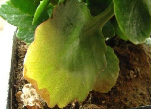 长寿花病虫害防治方法