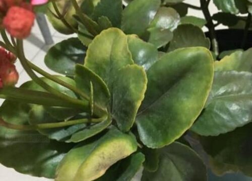 长寿花病虫害防治方法