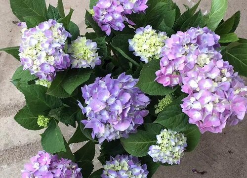 八仙花花期是什么时候