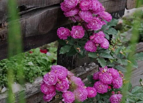 月季叶片不停掉落该怎么解决