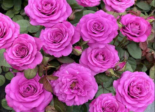 月季叶片不停掉落该怎么解决