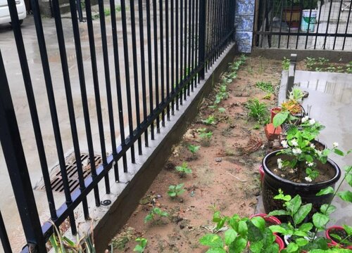 眉豆适合几月份种植