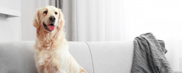 狗狗可以吃猪肝吗