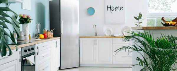 家里客厅适合摆放大绿植吗