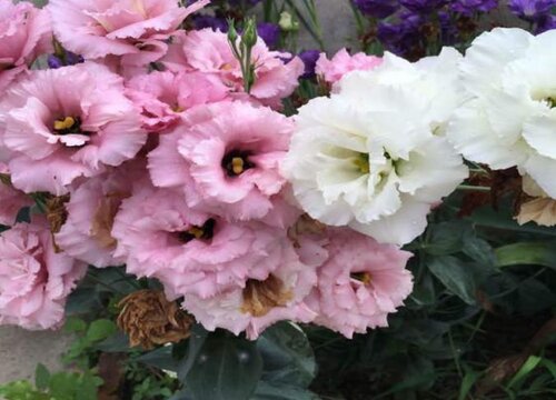 代表痛苦的花有哪些