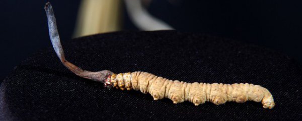 男人吃冬虫夏草有什么好处