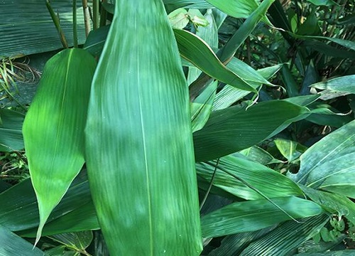 粽子叶是什么植物