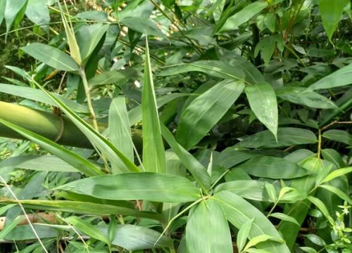 粽子叶是什么植物