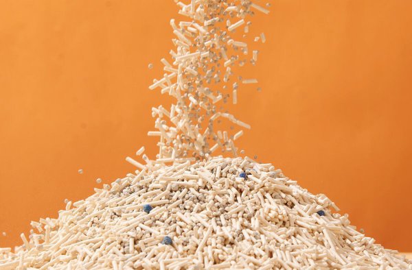 猫咪在床上拉屎的原因