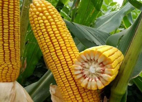 隆平218玉米种介绍