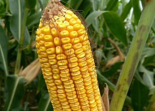 隆平218玉米种介绍