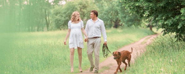 狗狗的蛋白质吃多了会怎样