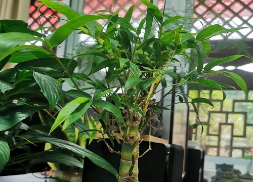 罗汉竹的风水作用禁忌