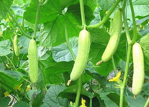 黄瓜只开花不结瓜是什么原因