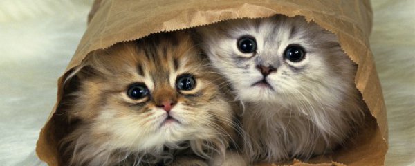 猫咪发情怎么办