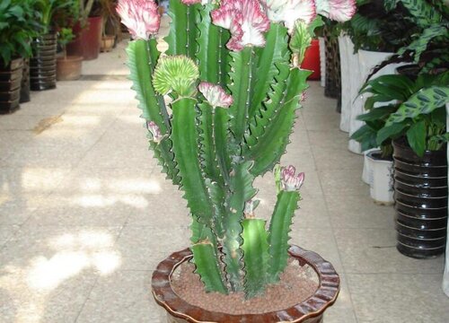 巴西龙骨开花吗