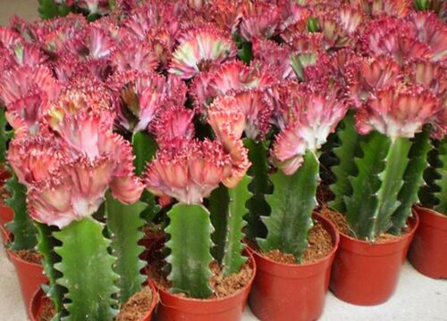 巴西龙骨开花吗