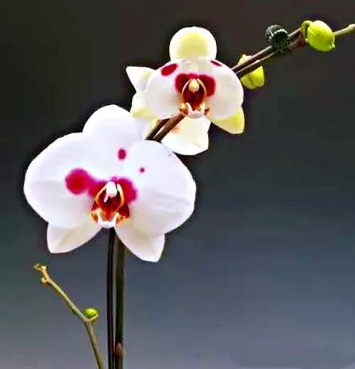 最漂亮的10种蝴蝶兰品种图片