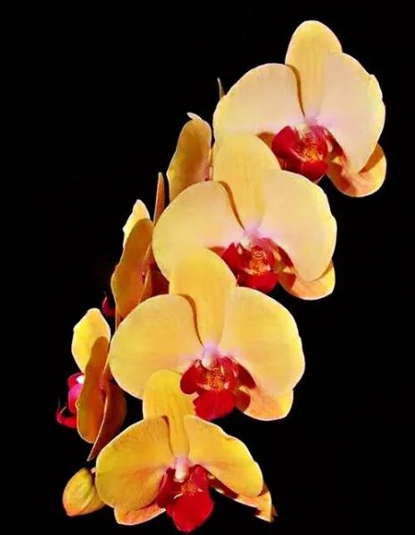 最漂亮的10种蝴蝶兰品种图片