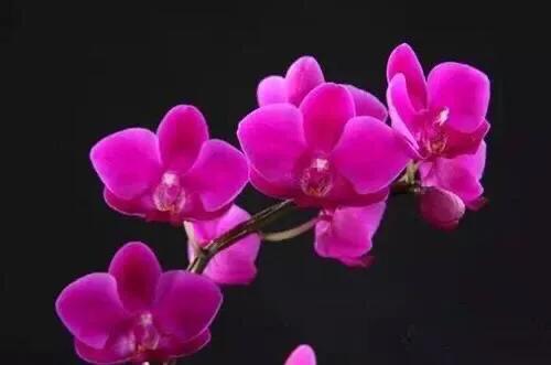 最漂亮的10种蝴蝶兰品种图片