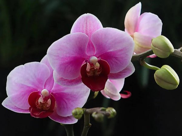 最漂亮的10种蝴蝶兰品种图片